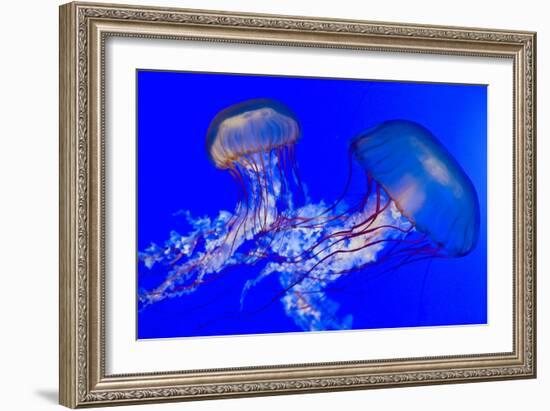 Brown Jellyfish-David Nunuk-Framed Photographic Print