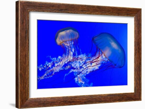 Brown Jellyfish-David Nunuk-Framed Photographic Print