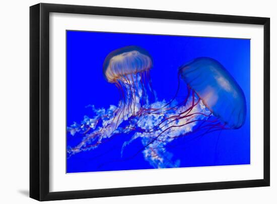 Brown Jellyfish-David Nunuk-Framed Photographic Print