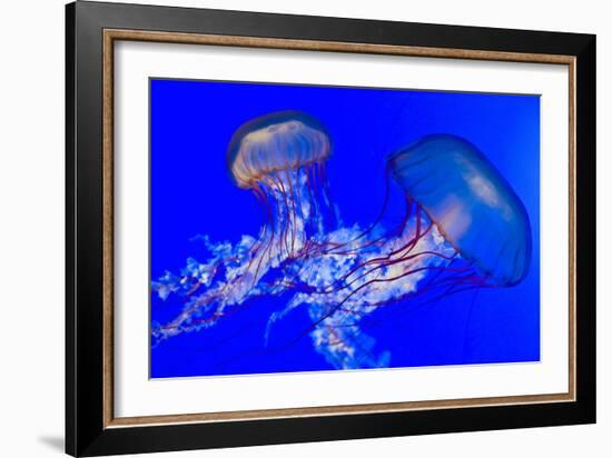 Brown Jellyfish-David Nunuk-Framed Photographic Print