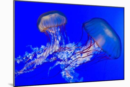 Brown Jellyfish-David Nunuk-Mounted Photographic Print