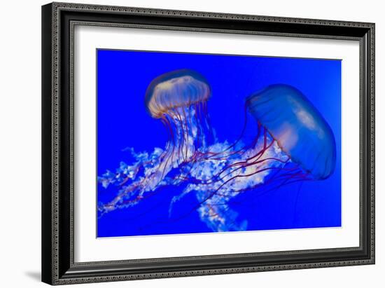 Brown Jellyfish-David Nunuk-Framed Photographic Print