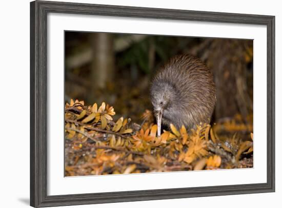 Brown Kiwi Adult One Poking in the Ground-null-Framed Photographic Print