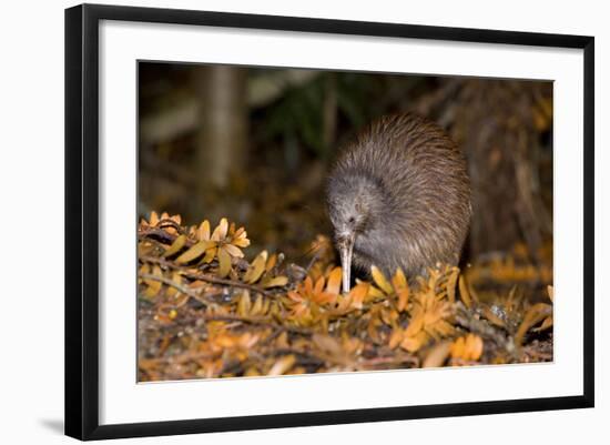 Brown Kiwi Adult One Poking in the Ground-null-Framed Photographic Print