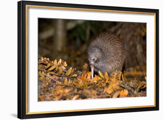 Brown Kiwi Adult One Poking in the Ground-null-Framed Photographic Print