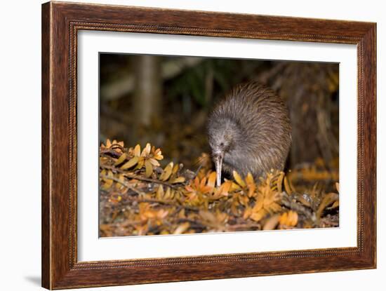Brown Kiwi Adult One Poking in the Ground-null-Framed Photographic Print