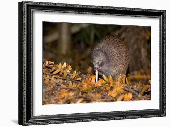 Brown Kiwi Adult One Poking in the Ground-null-Framed Photographic Print