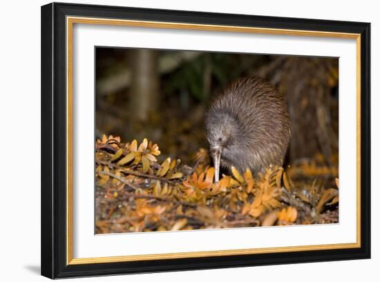 Brown Kiwi Adult One Poking in the Ground-null-Framed Photographic Print