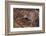 Brown kiwi in nocturnal kiwi house, Orana Wildlife Park, NZ-Tui De Roy-Framed Photographic Print