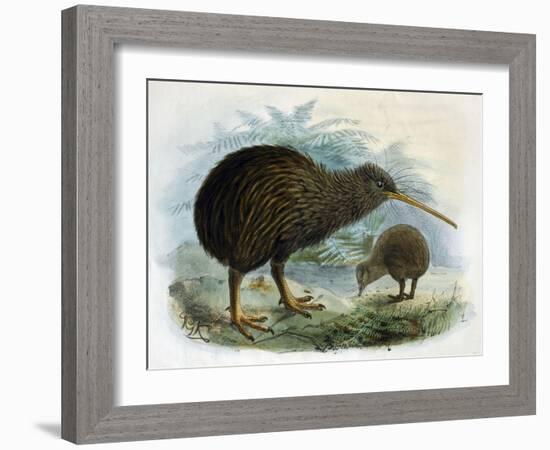 Brown Kiwi-null-Framed Art Print