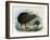 Brown Kiwi-null-Framed Art Print