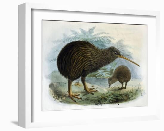 Brown Kiwi-null-Framed Art Print