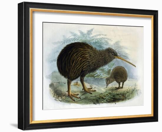 Brown Kiwi-null-Framed Art Print