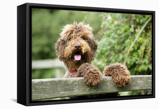 Brown Labradoodle with Front Paws on Gate-null-Framed Premier Image Canvas