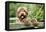 Brown Labradoodle with Front Paws on Gate-null-Framed Premier Image Canvas