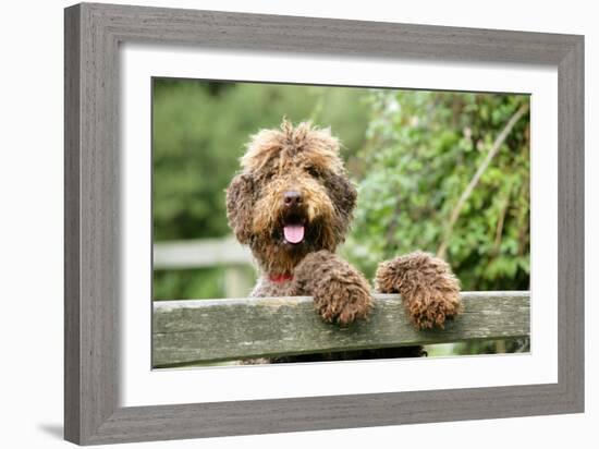 Brown Labradoodle with Front Paws on Gate-null-Framed Photographic Print