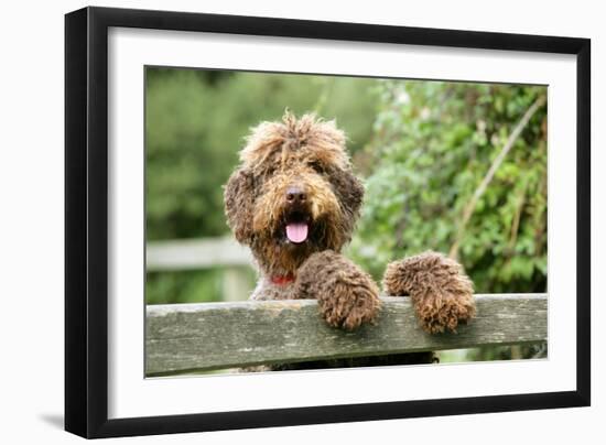 Brown Labradoodle with Front Paws on Gate-null-Framed Photographic Print