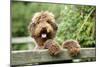 Brown Labradoodle with Front Paws on Gate-null-Mounted Photographic Print