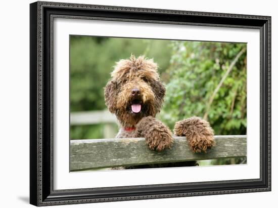 Brown Labradoodle with Front Paws on Gate-null-Framed Photographic Print