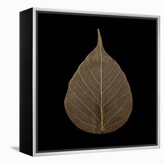 Brown Leaf-null-Framed Premier Image Canvas