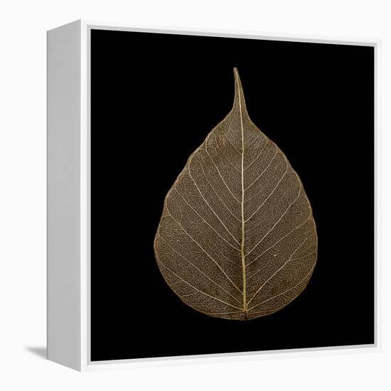 Brown Leaf-null-Framed Premier Image Canvas