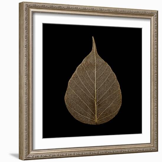 Brown Leaf-null-Framed Photographic Print