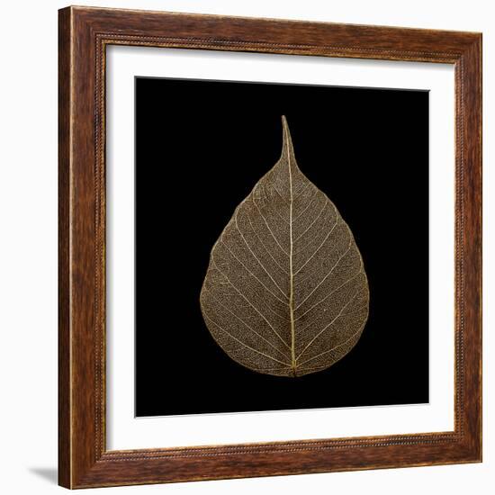 Brown Leaf-null-Framed Photographic Print