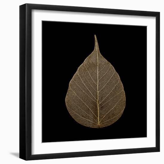 Brown Leaf-null-Framed Photographic Print