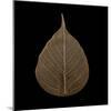 Brown Leaf-null-Mounted Photographic Print