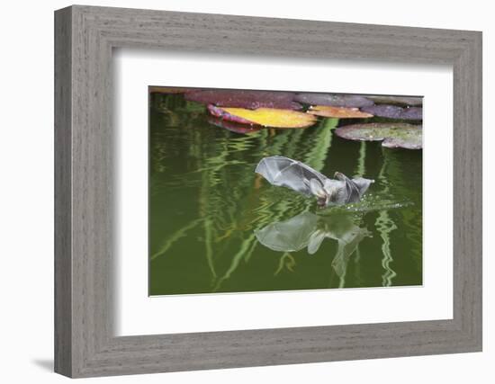 Brown Long-Eared Bat (Plecotus Auritus) Drinking From A Lily Pond , Surrey, UK-Kim Taylor-Framed Photographic Print