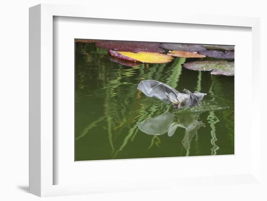 Brown Long-Eared Bat (Plecotus Auritus) Drinking From A Lily Pond , Surrey, UK-Kim Taylor-Framed Photographic Print