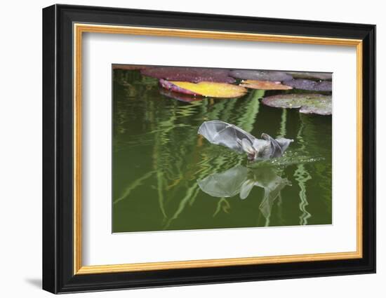 Brown Long-Eared Bat (Plecotus Auritus) Drinking From A Lily Pond , Surrey, UK-Kim Taylor-Framed Photographic Print