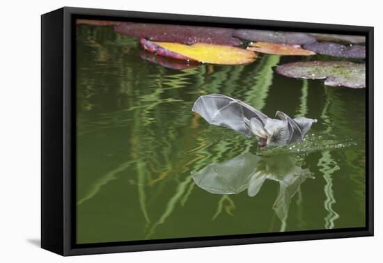 Brown Long-Eared Bat (Plecotus Auritus) Drinking From A Lily Pond , Surrey, UK-Kim Taylor-Framed Premier Image Canvas