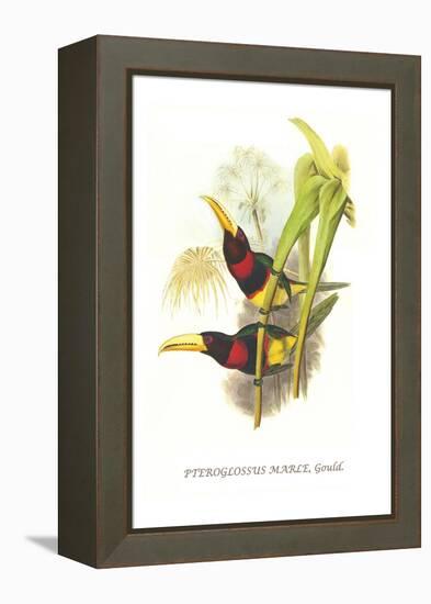 Brown Mandibled Aracari-John Gould-Framed Stretched Canvas