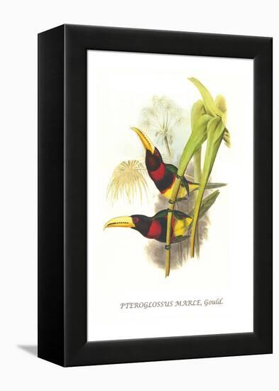 Brown Mandibled Aracari-John Gould-Framed Stretched Canvas