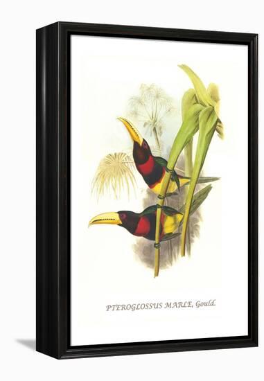 Brown Mandibled Aracari-John Gould-Framed Stretched Canvas