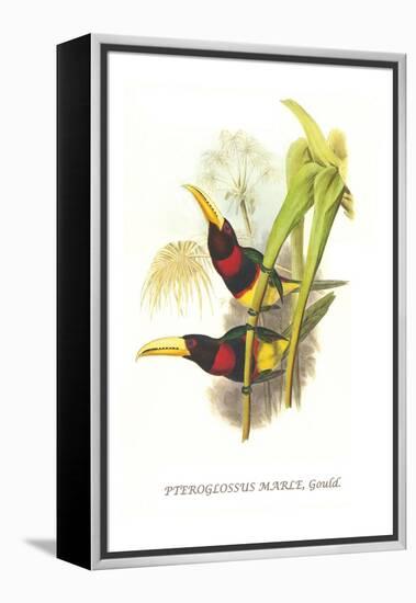 Brown Mandibled Aracari-John Gould-Framed Stretched Canvas