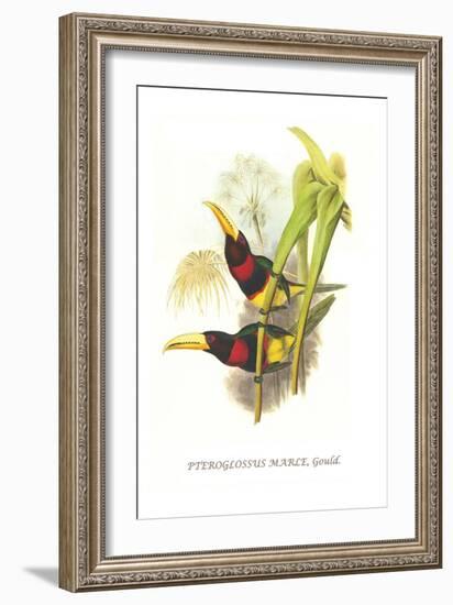 Brown Mandibled Aracari-John Gould-Framed Art Print