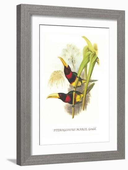 Brown Mandibled Aracari-John Gould-Framed Art Print