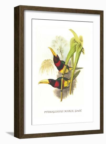 Brown Mandibled Aracari-John Gould-Framed Art Print