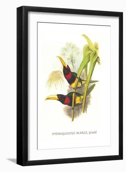 Brown Mandibled Aracari-John Gould-Framed Art Print