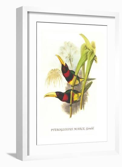 Brown Mandibled Aracari-John Gould-Framed Art Print