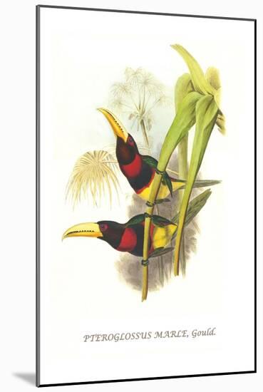 Brown Mandibled Aracari-John Gould-Mounted Art Print