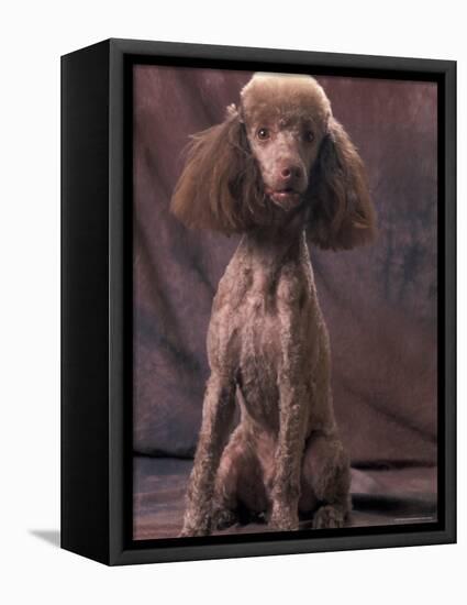 Brown Miniature Poodle Studio Portrait with Full Ears But Most of Its Hair Clipped-Adriano Bacchella-Framed Premier Image Canvas