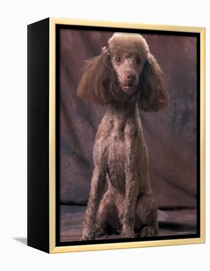 Brown Miniature Poodle Studio Portrait with Full Ears But Most of Its Hair Clipped-Adriano Bacchella-Framed Premier Image Canvas