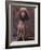 Brown Miniature Poodle Studio Portrait with Full Ears But Most of Its Hair Clipped-Adriano Bacchella-Framed Photographic Print