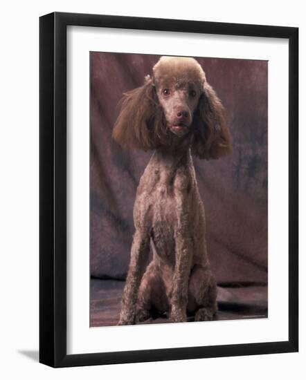 Brown Miniature Poodle Studio Portrait with Full Ears But Most of Its Hair Clipped-Adriano Bacchella-Framed Photographic Print