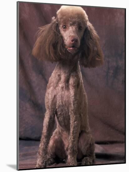 Brown Miniature Poodle Studio Portrait with Full Ears But Most of Its Hair Clipped-Adriano Bacchella-Mounted Photographic Print