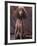 Brown Miniature Poodle Studio Portrait with Full Ears But Most of Its Hair Clipped-Adriano Bacchella-Framed Photographic Print