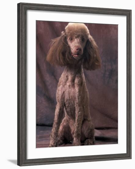 Brown Miniature Poodle Studio Portrait with Full Ears But Most of Its Hair Clipped-Adriano Bacchella-Framed Photographic Print